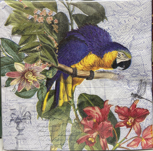 Macaw Printed Lunch Napkins - 20 Count